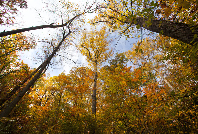 Cleveland Park's Tree Canopy Walking Tour